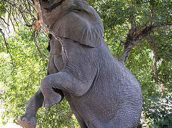 Mashatu Game Reserve: Elefant erntet Akazienschoten