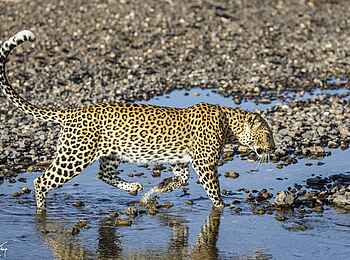 Mashatu Game Reserve: Leopard am Wasserloch