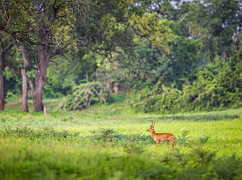 Time + Tide Kakuli: Impala auf der Lichtung Time + Tide Kakuli: Impala auf der Lichtung