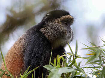 Bisate Lodge: Golden Monkey im Geäst Bisate Lodge: Golden Monkey im Geäst