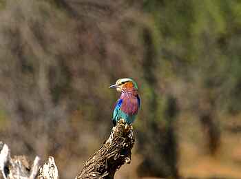 Bomani Tented Lodge: Kunterbunte Gabelracke