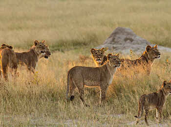 Bomani Tented Lodge: Löwinnen