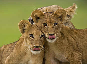 Duba Plains Camp: Geschleckte Löwenkinder