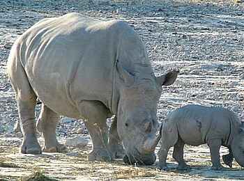 Edo's Camp: Nashornmutter mit Jungem Edo's Camp: Nashornmutter mit Jungem