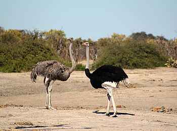 Ghoha Hills Savuti Lodge: Strauße in der Savanne