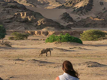 Hoanib Skeleton Coast Camp: Tierbeobachtung in faszinierender Landschaft Hoanib Skeleton Coast Camp: Tierbeobachtung in faszinierender Landschaft