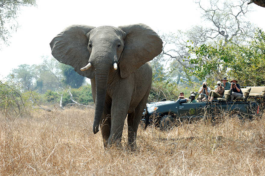 Kaingo Game Drive: Elefantenbulle Kaingo Game Drive: Elefantenbulle