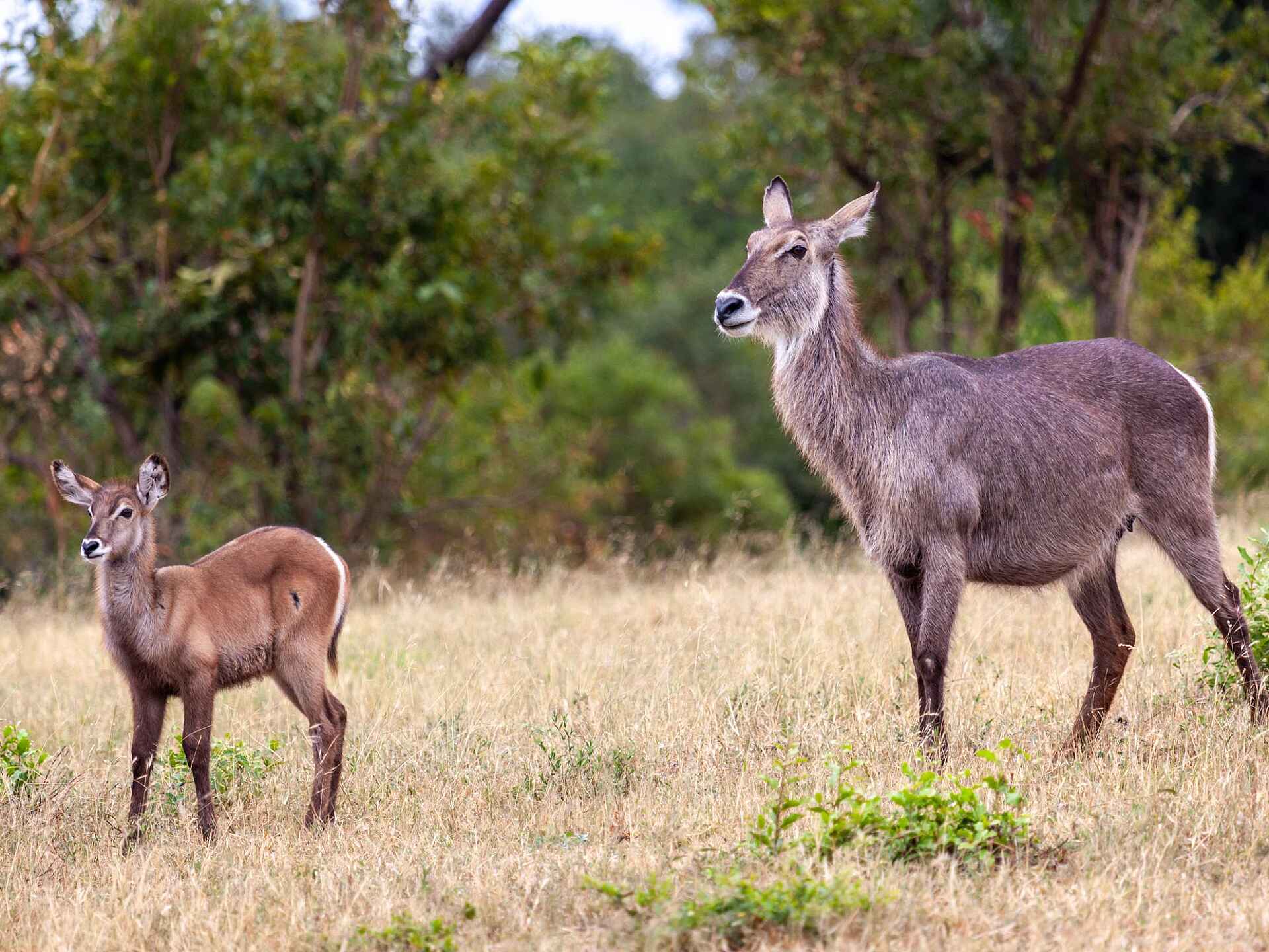 Leopard Hills: Antilopen
