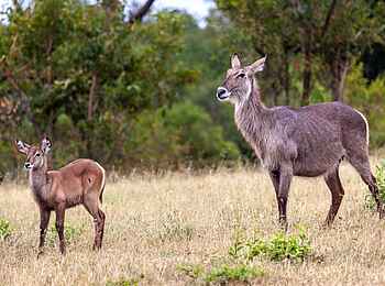 Leopard Hills: Antilopen