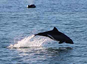 Lüderitz Nest Hotel: Delphin in der Bucht