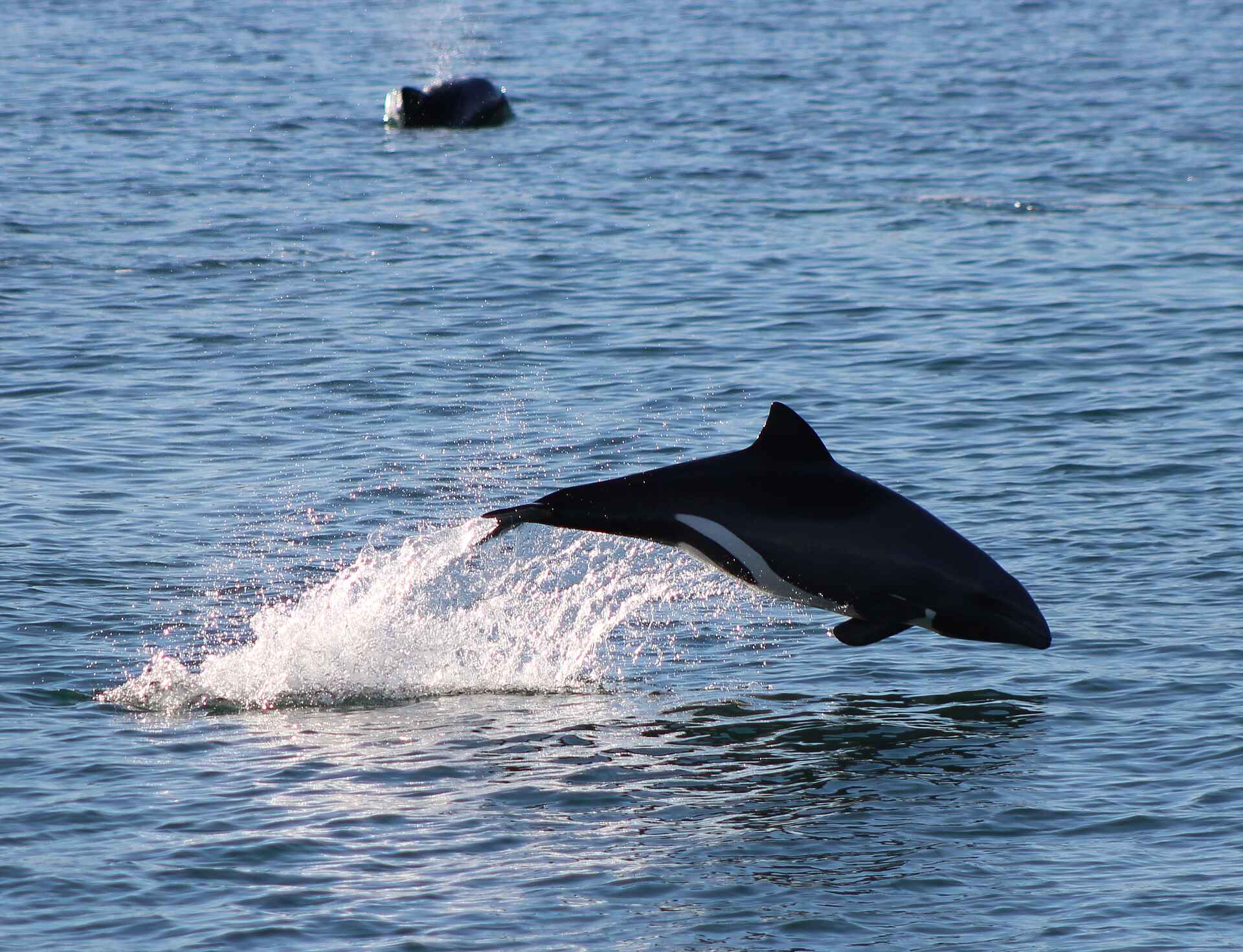 Lüderitz Nest Hotel: Delphin in der Bucht