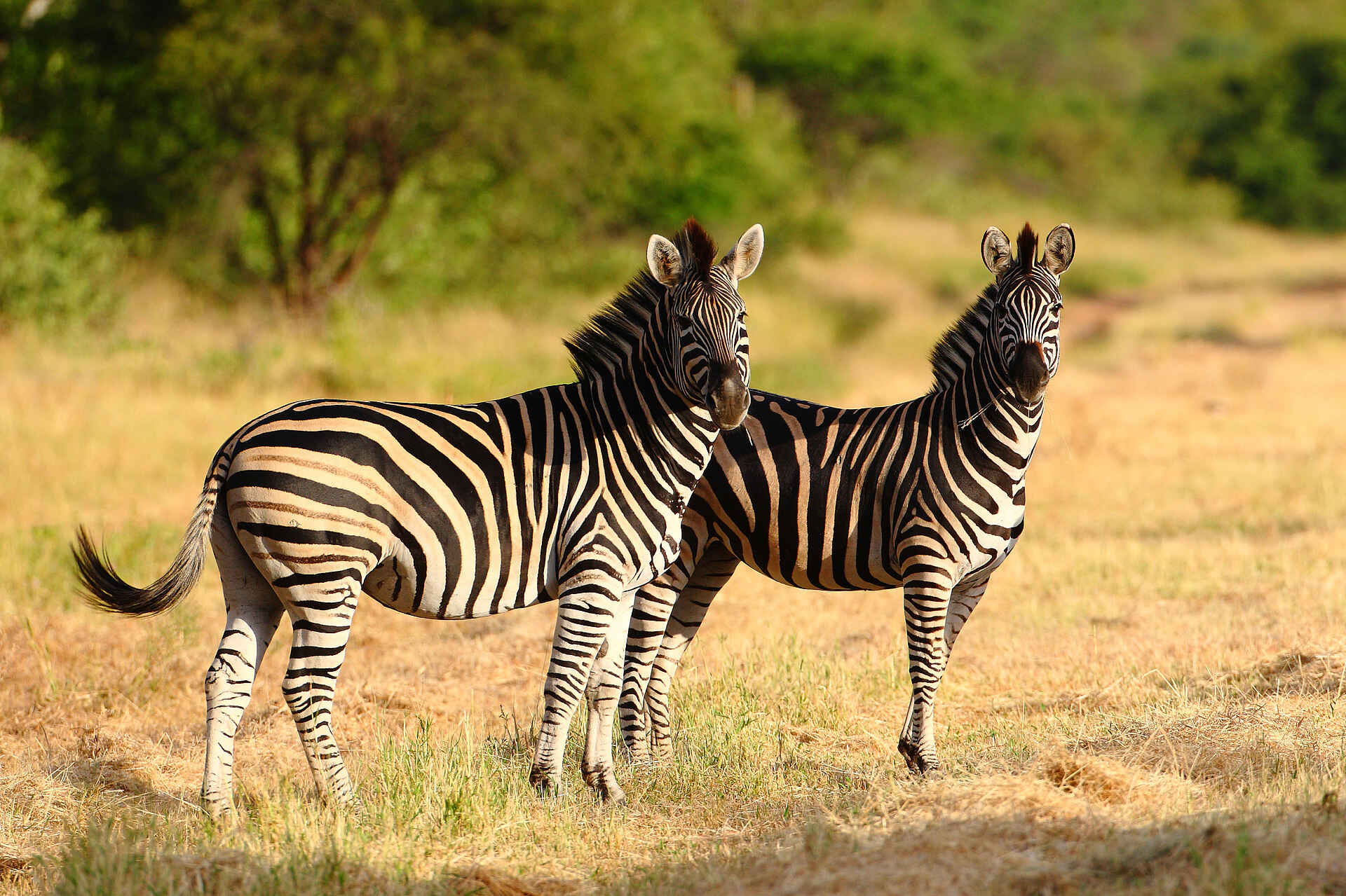 Fluss Sohebele, Kruger National Park, Krüger-Nationalpark, Motswari, Motswari Game Lodge, Motswari Private Game Reserve, Sohebele, Südafrika, Timbavati, Timbavati Nature Reserve, Natur, Pirschfahrt, Tierbeobachtung, Tiere, Wildbeobachtung, Zebras, Afrikarma, Afrikarma Safaris, Afrikarma Safaris - Wildnis. Hautnah., afrikarma.de