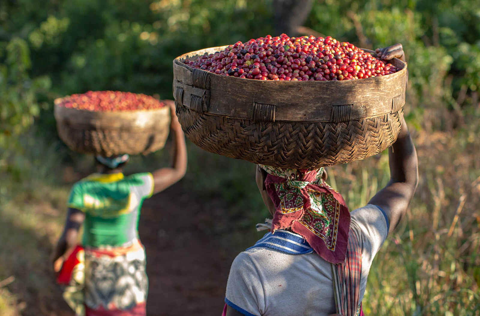 Mt Gorongosa Community Camp: Besuch einer Kaffeeplantage Mt Gorongosa Community Camp: Besuch einer Kaffeeplantage