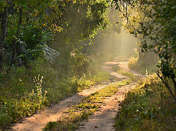 Mt Gorongosa Community Camp: Weg durch das dichte Grün Mt Gorongosa Community Camp: Weg durch das dichte Grün