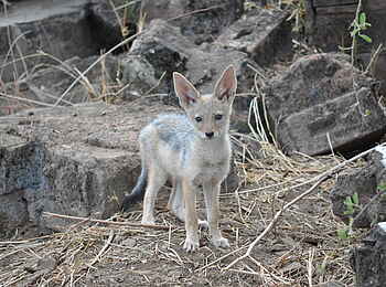 Muchenje Safari Lodge: Schakalwelpe
