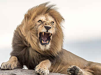 Namiri Plains Camp: Löwe Namiri Plains Camp: Löwe