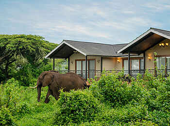 Ngorongoro Lions Paw Camp: Besuch im Camp