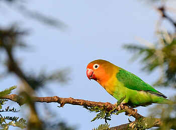 Ngorongoro O'ldeani Mountain Lodge: Pfirsichköpfchen