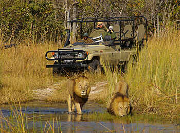 Okuti Camp: Stolze Löwen