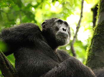 Papaya Lake Lodge: Nachdenklich