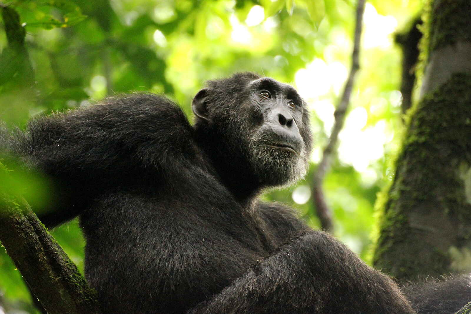 Papaya Lake Lodge: Nachdenklich Papaya Lake Lodge: Nachdenklich