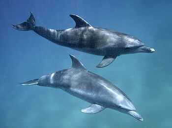 Rocktail Beach Camp: Große Tümmler