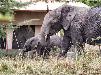 Serian Serengeti North: Elefanten im Camp Serian Serengeti North: Elefanten im Camp