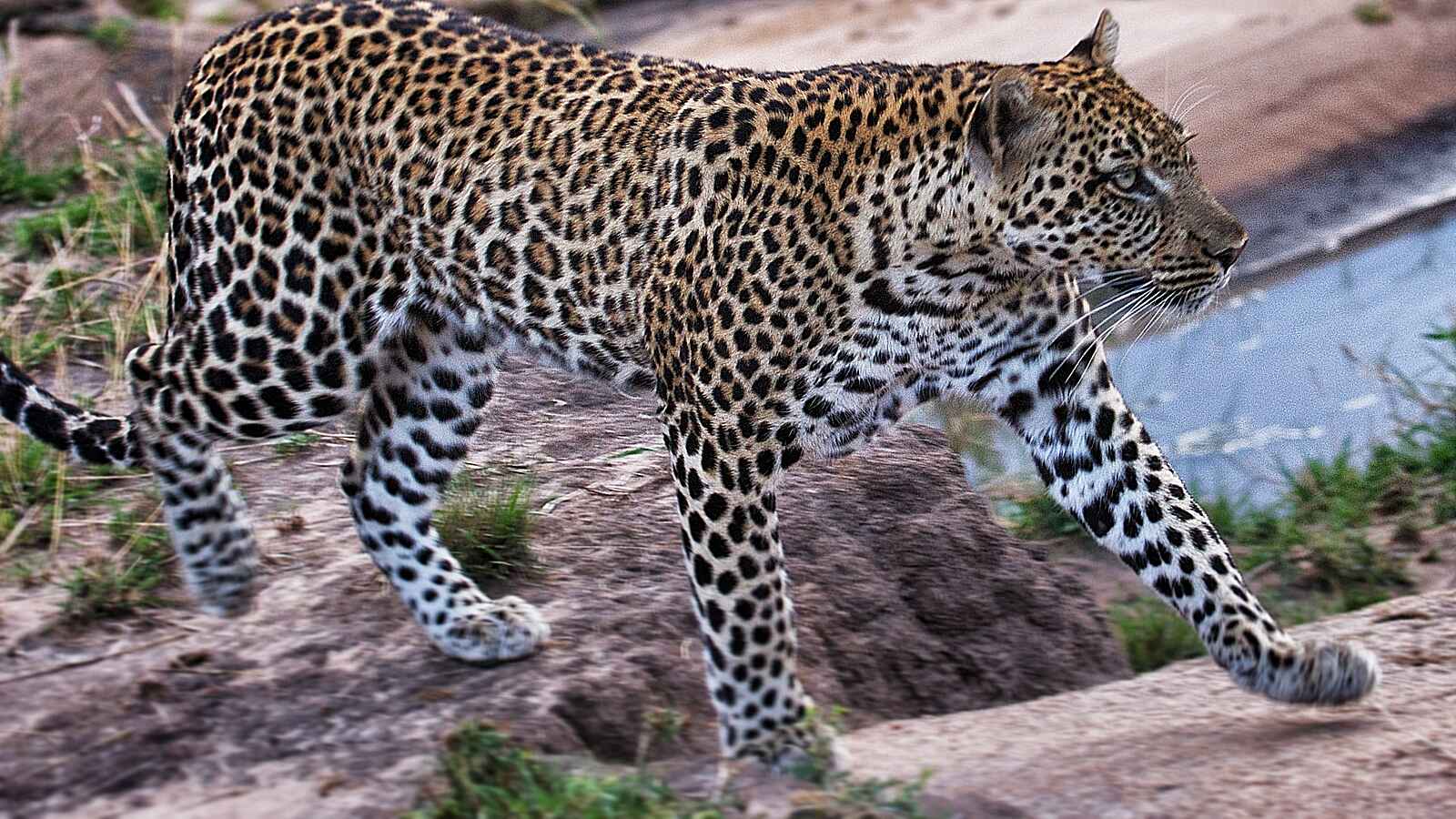 Serian Serengeti North: Leopard Serian Serengeti North: Leopard