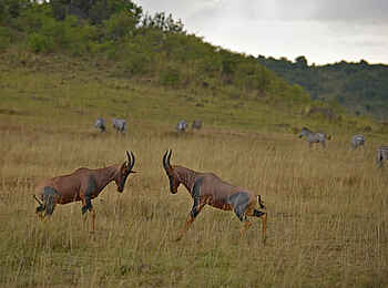 Soroi Luxury Migration Camp: Topis und Zebras in der Savanne