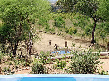 Tarangire Treetops: Wasserloch 2
