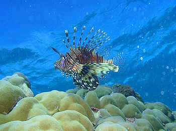 The Manta Resort: Rotfeuerfisch The Manta Resort: Rotfeuerfisch