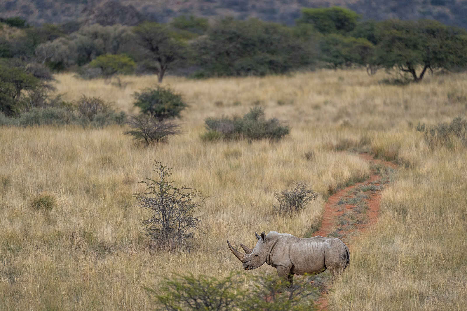 The Motse Tswalu: Nashorn The Motse Tswalu: Nashorn