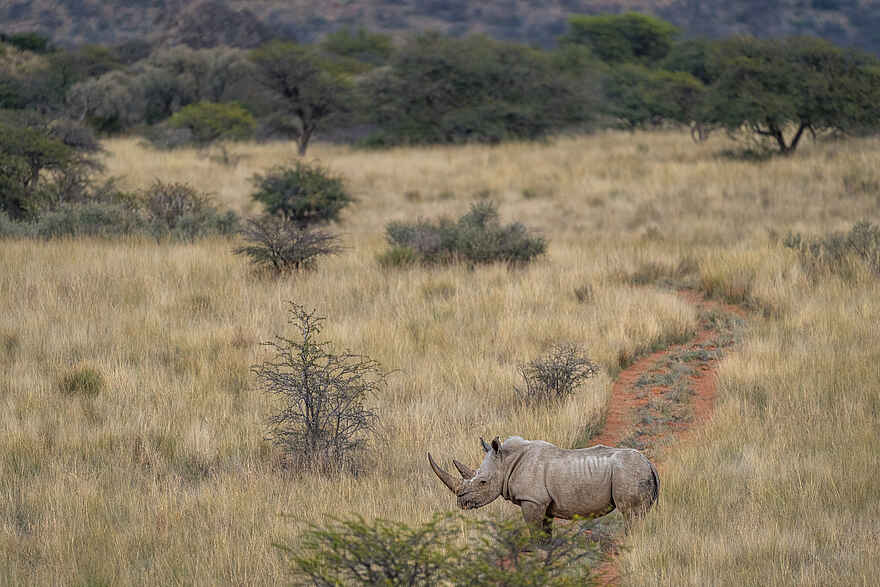 The Motse Tswalu: Nashorn The Motse Tswalu: Nashorn