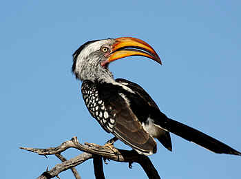 Waterberg Plateau Lodge: Gelbschnabeltoko Waterberg Plateau Lodge: Gelbschnabeltoko