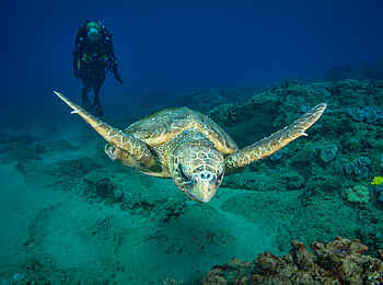 White Pearl Resorts: Schwimmen mit Schildkröten
