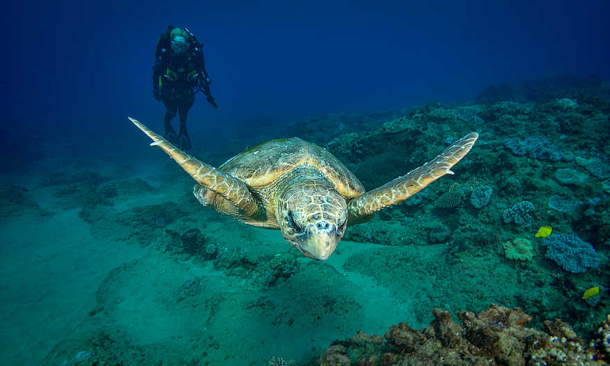 White Pearl Resorts: Schwimmen mit Schildkröten White Pearl Resorts: Schwimmen mit Schildkröten