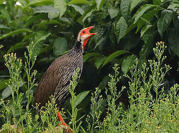 Aberfoyle Lodge: Swainson's Spurfowl Aberfoyle Lodge: Swainson's Spurfowl