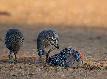 Nkonzi Bush Camp: Helmperlhühner Nkonzi Bush Camp: Helmperlhühner