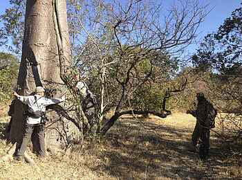 Ntemwa Busanga Bushcamp: Ein großer Baobab