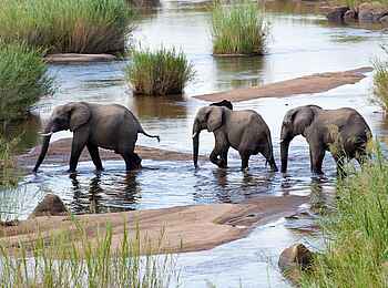 Olare Mara Kempinski: Elefanten im Flussbett