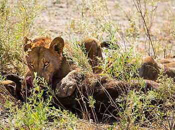 Selinda Camp: Löwe mit Beute