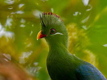 Sette Cama Eco Camp: Blaurückenturako