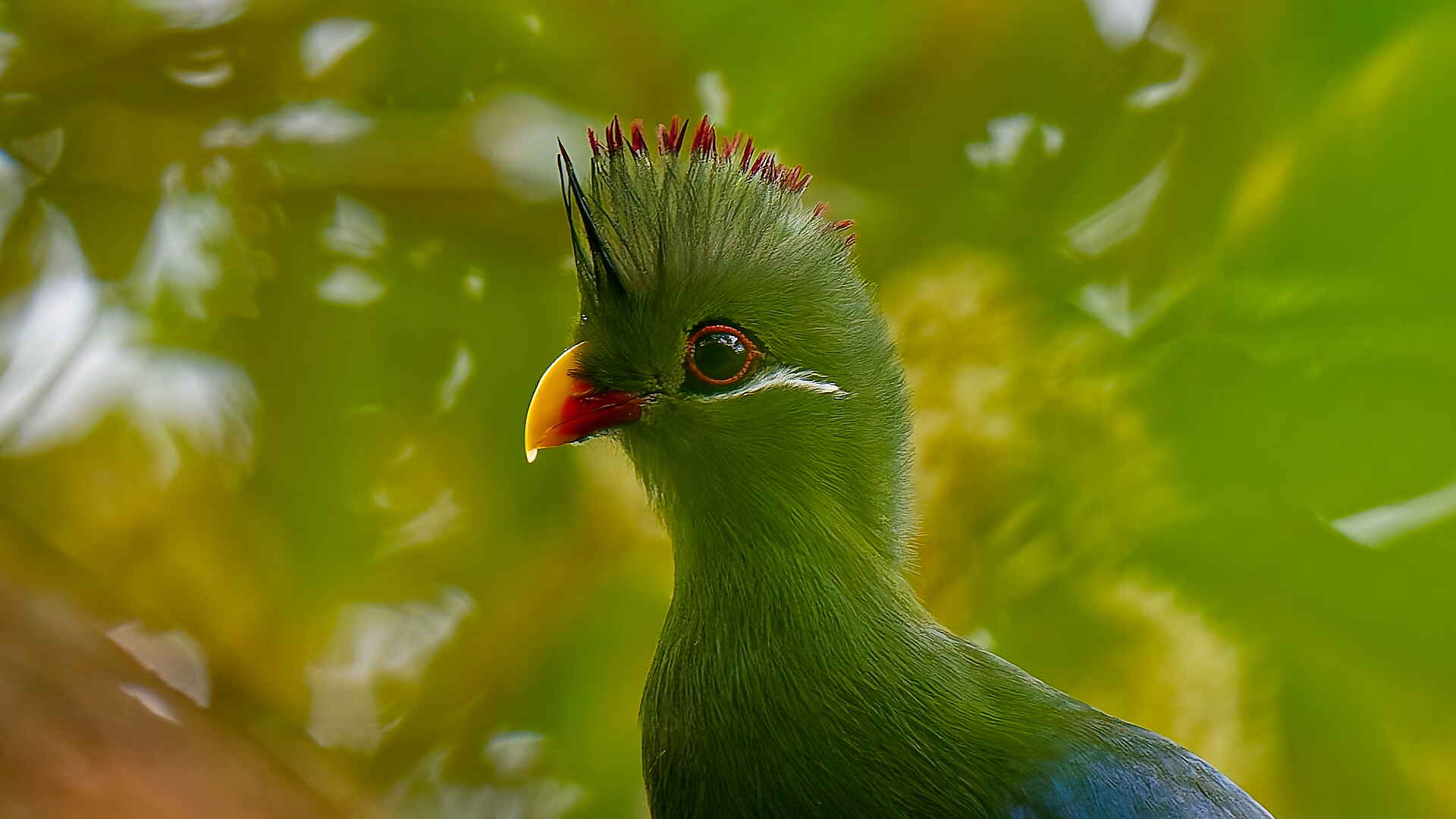 Sette Cama Eco Camp: Blaurückenturako