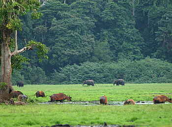 Sette Cama Eco Camp: Lichtung mit Waldbüffel