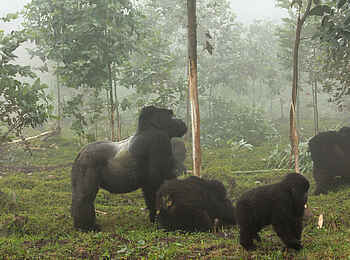 Singita Kwitonda Lodge: Gorillafamilie Singita Kwitonda Lodge: Gorillafamilie