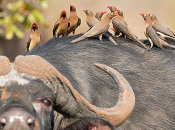 Singita Pamushana Lodge: Oxpecker