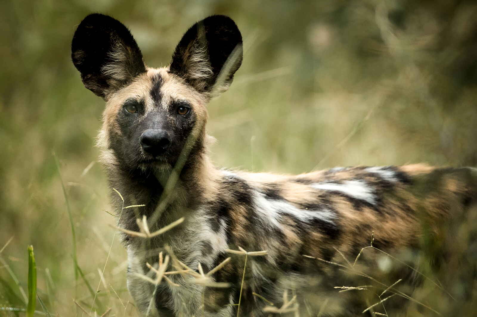 Singita Pamushana Lodge: Wildhunde Singita Pamushana Lodge: Wildhunde
