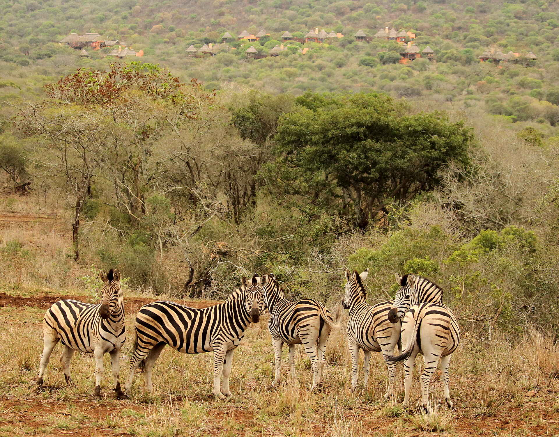 Thanda Safari Lodge: Zebras in der Nähe des Camps Safari, Südafrika, Thanda, Thanda Safari Lodge