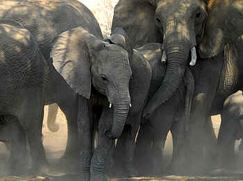 Tuli Safari Lodge Mashatu: Staubige Elefanten