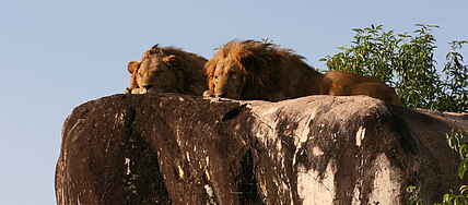 Kidepo National Park, Kidepo Valley, Narus Valley, Südsudan, Felsen, Granitkuppe, Löwen, Männliche Löwen, Savanne, Afrikarma, Afrikarma Safaris, Afrikarma.de, Wildplaces Uganda, Apoka Safari Lodge